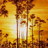 Everglades Trees