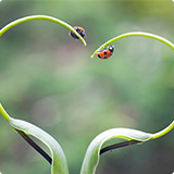 Lady Bugs